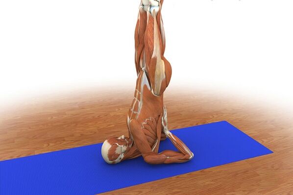 Exercice de puissance « Bouleau »